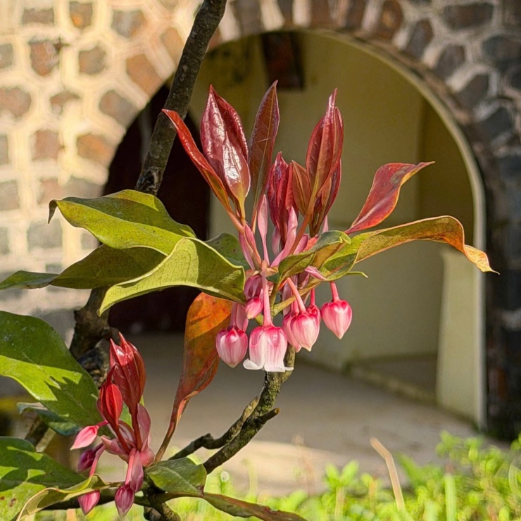 Say đắm sắc hoa mùa xuân giữa đại ngàn Bạch Mã 9 Tại Hội nghị Vườn Di sản ASEAN lần thứ 8 diễn ra ở Quảng Ninh mới đây, cùng với Vườn Quốc gia Xuân Thủy, Vườn Quốc gia Pù Mát, Vườn Quốc gia Côn Đảo và Khu bảo tồn thiên nhiên văn hóa Đồng Nai, Vườn quốc gia Bạch Mã (TP Huế) được ban tổ chức trao Chứng nhận là Vườn Di sản ASEAN.