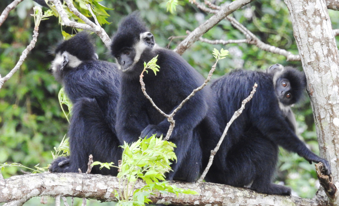 Ba con voọc trưởng thành đang ăn lá cây. Ảnh: Thanh Tú