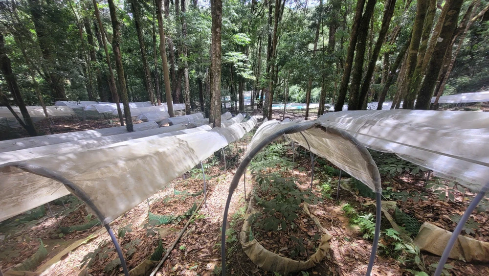 Những vườn sâm Ngọc Linh xanh tốt dưới tán rừng già. 1000016633.jpg