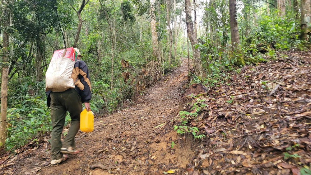 Người dân khăn gói vào rừng canh sâm xuyên Tết. 1000016627.jpg