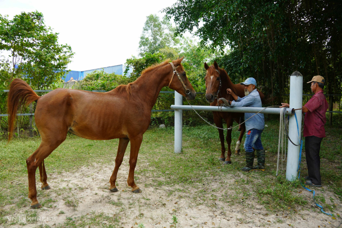Ông Hà Văn Nở ghìm cương con ngựa Rubi chuẩn bị phối giống cho ngựa khách. Ảnh: Hoàng Nam