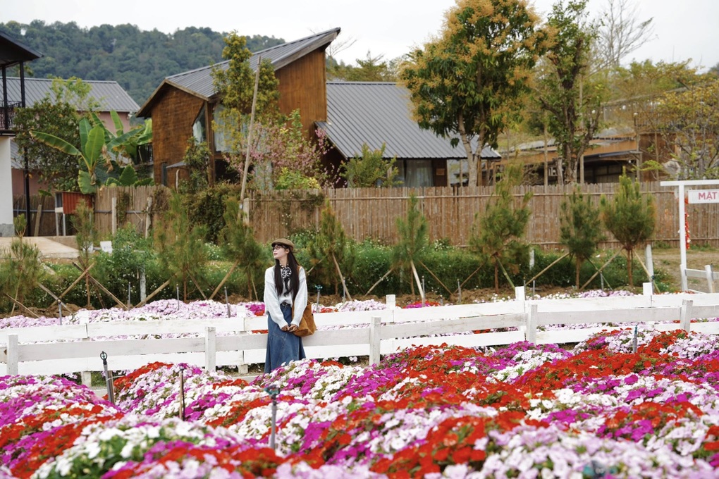 Khách đổ về Mộc Châu cao điểm mùng 4-5 Tết, phòng đẹp kín chỗ từ sớm - 2