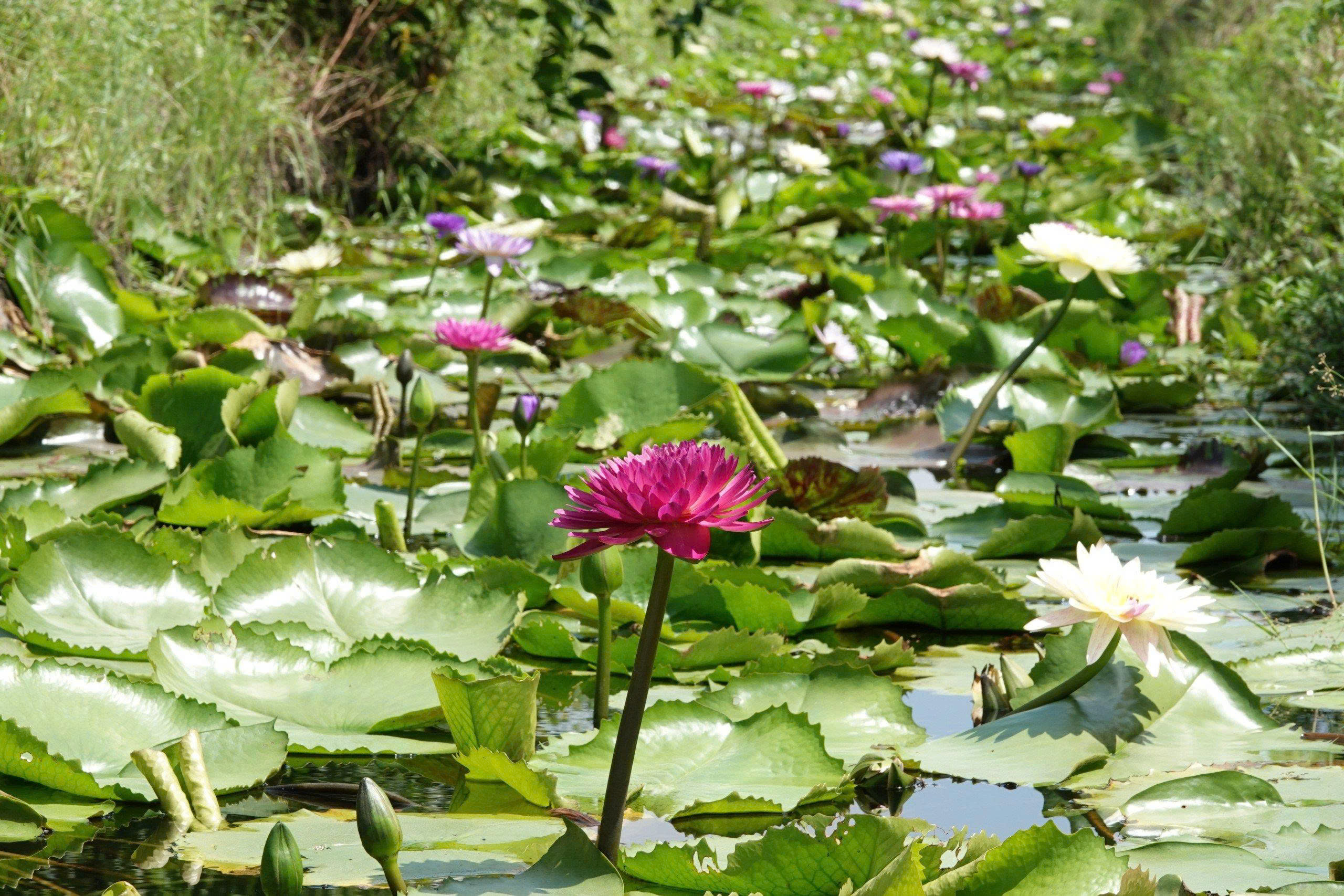 Kinh doanh hoa súng kiểng: Cách phụ nữ Cần Thơ thu lợi triệu đồng mỗi ngày - Ảnh 2. Kinh doanh hoa súng kiểng: Cách phụ nữ Cần Thơ thu lợi triệu đồng mỗi ngày - Ảnh 2.