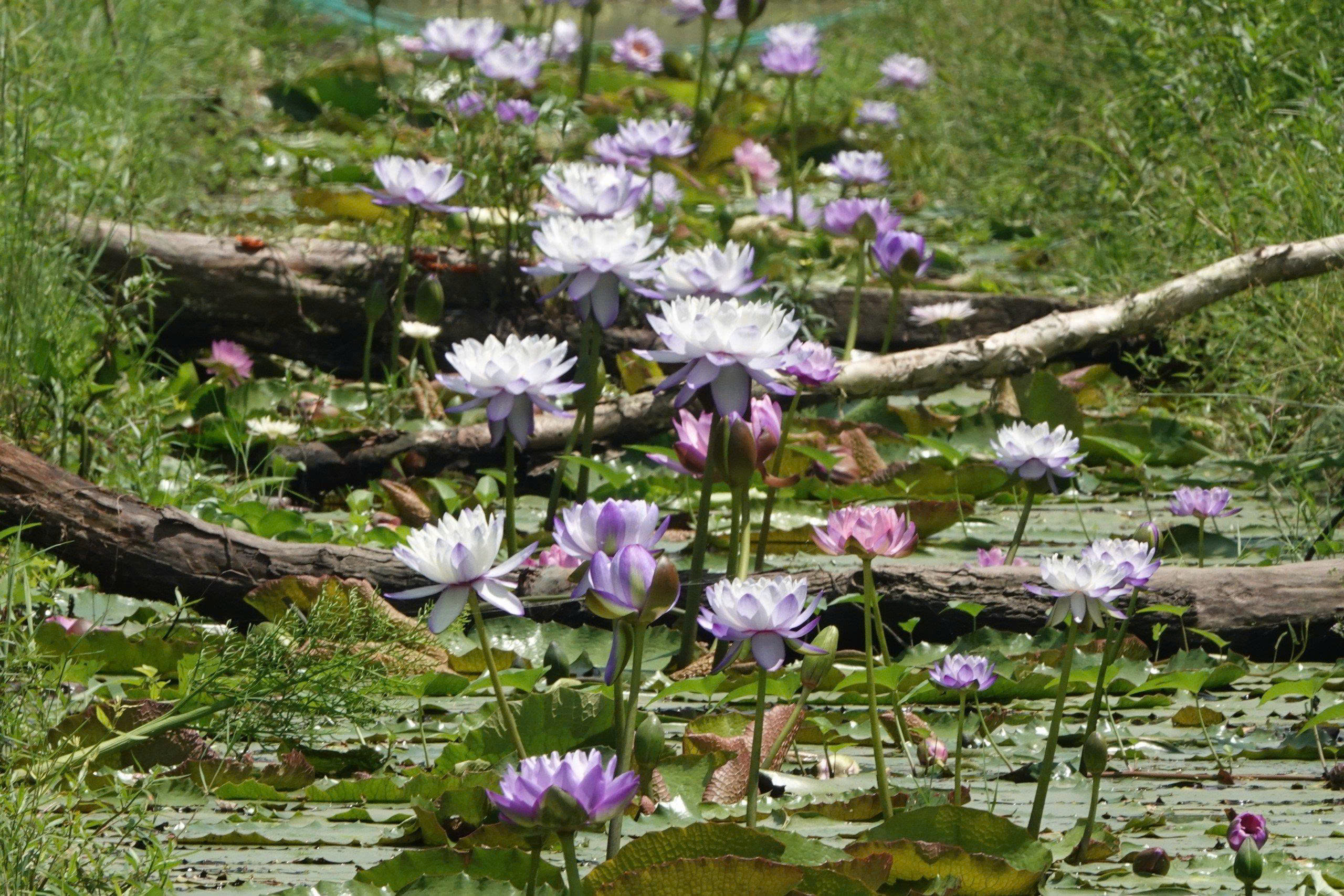 Kinh doanh hoa súng kiểng: Cách phụ nữ Cần Thơ thu lợi triệu đồng mỗi ngày - Ảnh 3. Kinh doanh hoa súng kiểng: Cách phụ nữ Cần Thơ thu lợi triệu đồng mỗi ngày - Ảnh 3.