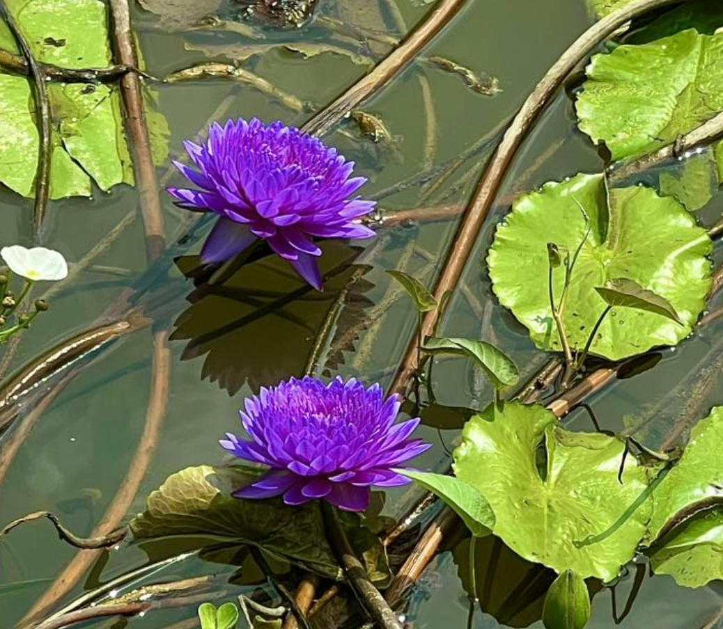 Kinh doanh hoa súng kiểng: Cách phụ nữ Cần Thơ thu lợi triệu đồng mỗi ngày - Ảnh 6. Kinh doanh hoa súng kiểng: Cách phụ nữ Cần Thơ thu lợi triệu đồng mỗi ngày - Ảnh 6.