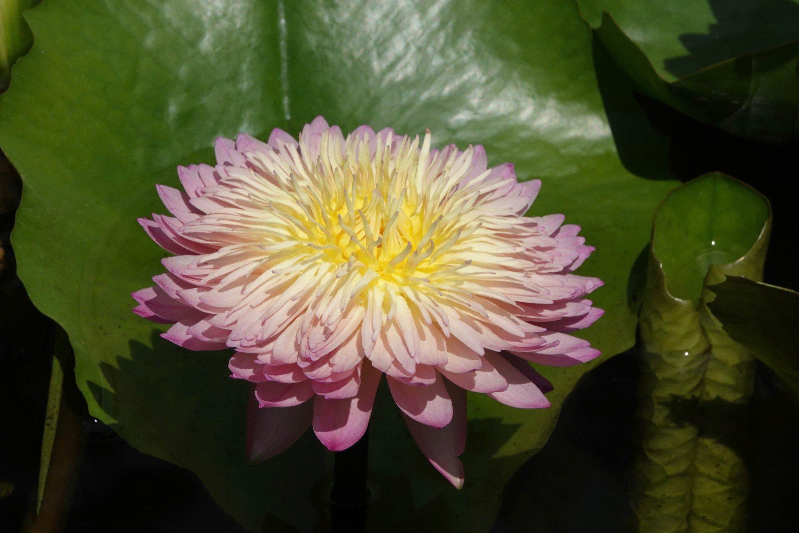 Kinh doanh hoa súng kiểng: Cách phụ nữ Cần Thơ thu lợi triệu đồng mỗi ngày - Ảnh 7. Kinh doanh hoa súng kiểng: Cách phụ nữ Cần Thơ thu lợi triệu đồng mỗi ngày - Ảnh 7.