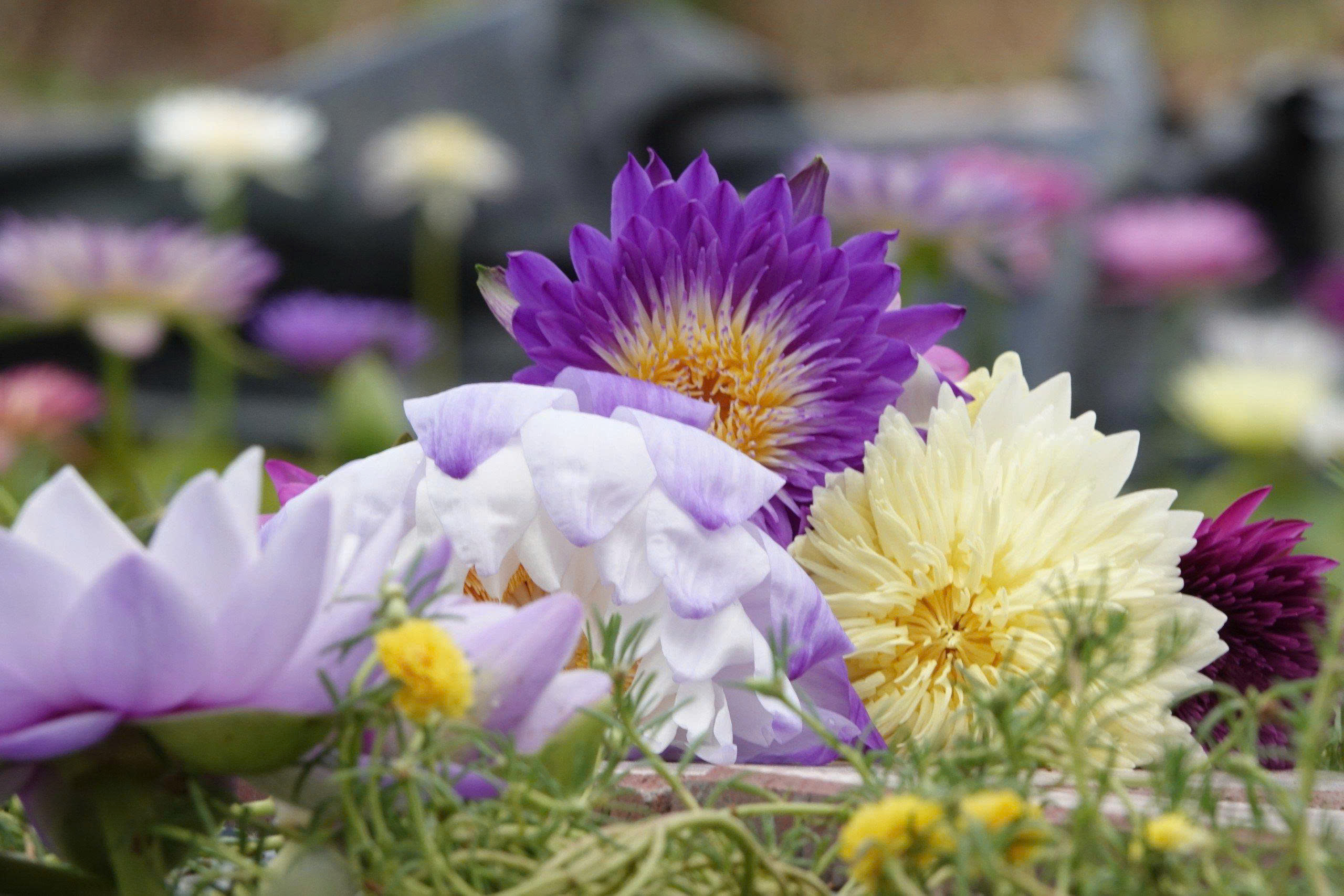 Kinh doanh hoa súng kiểng: Cách phụ nữ Cần Thơ thu lợi triệu đồng mỗi ngày - Ảnh 8. Kinh doanh hoa súng kiểng: Cách phụ nữ Cần Thơ thu lợi triệu đồng mỗi ngày - Ảnh 8.