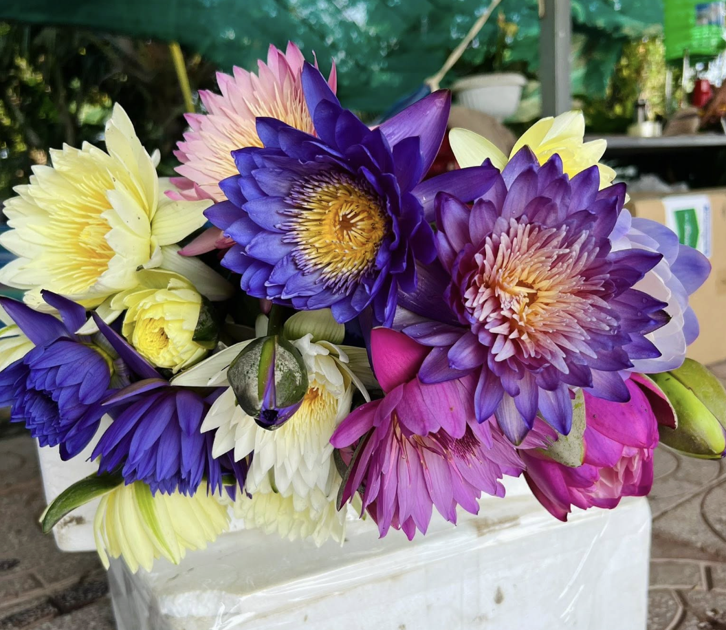 Kinh doanh hoa súng kiểng: Cách phụ nữ Cần Thơ thu lợi triệu đồng mỗi ngày - Ảnh 9. Kinh doanh hoa súng kiểng: Cách phụ nữ Cần Thơ thu lợi triệu đồng mỗi ngày - Ảnh 9.