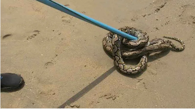 Sinh vật dài ngoằng bất ngờ trồi lên giữa bãi tắm đông nghịt, cơ quan chức năng nói: 