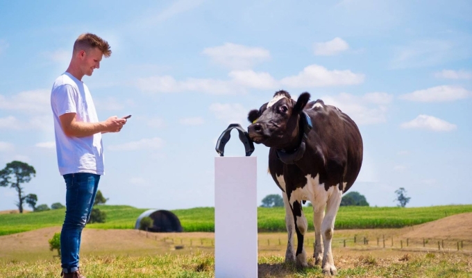 Craigg Piggott và bò đeo vòng cổ chạy bằng năng lượng mặt trời. Ảnh: Halter