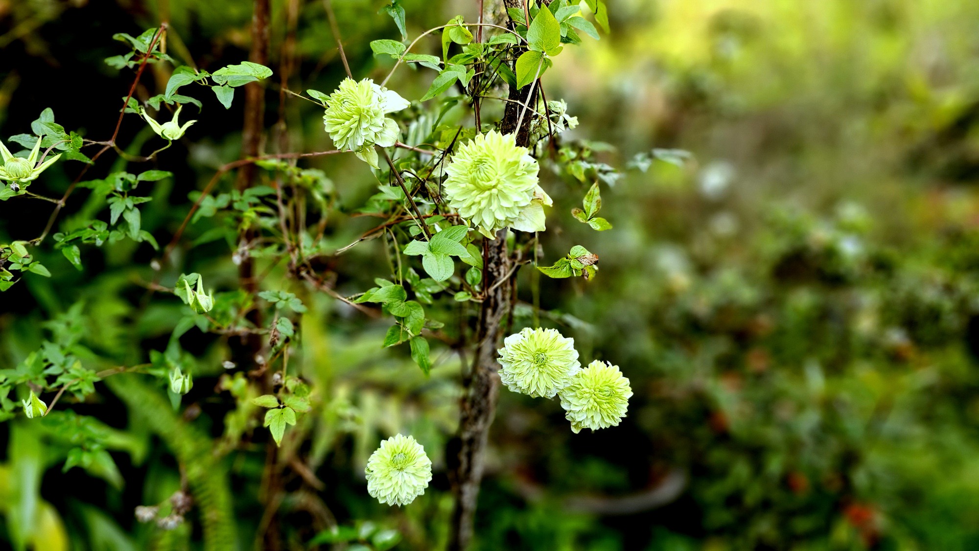 Đà Lạt tìm dấu vườn xưa - Ảnh 2.