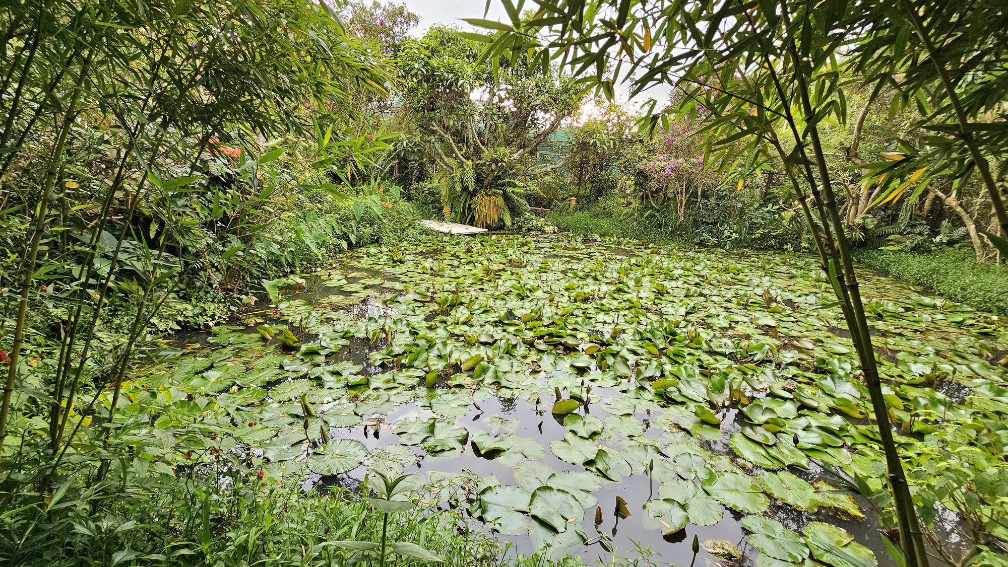 Đà Lạt tìm dấu vườn xưa - Ảnh 3.