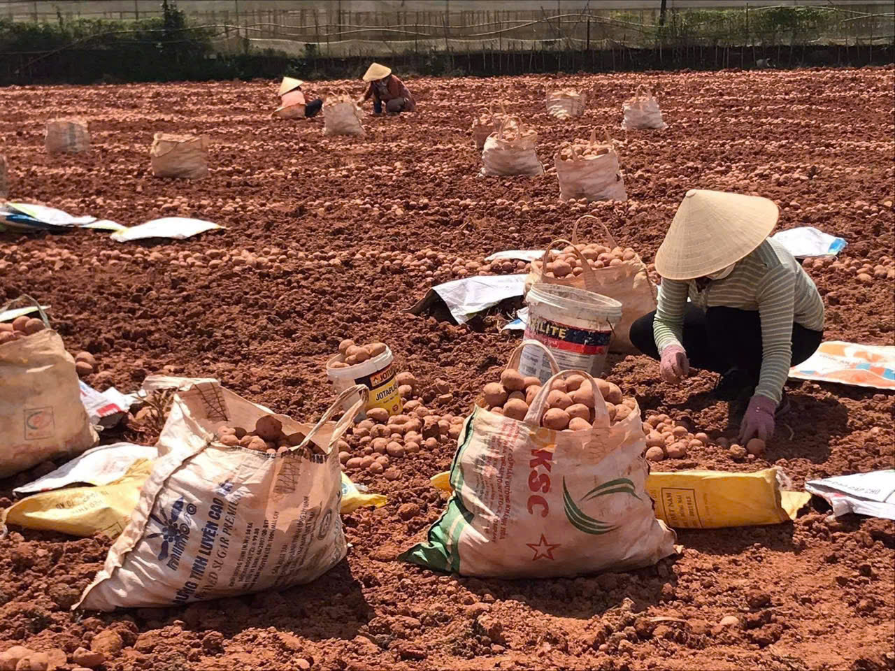 Đà Lạt tìm dấu vườn xưa - Ảnh 5.