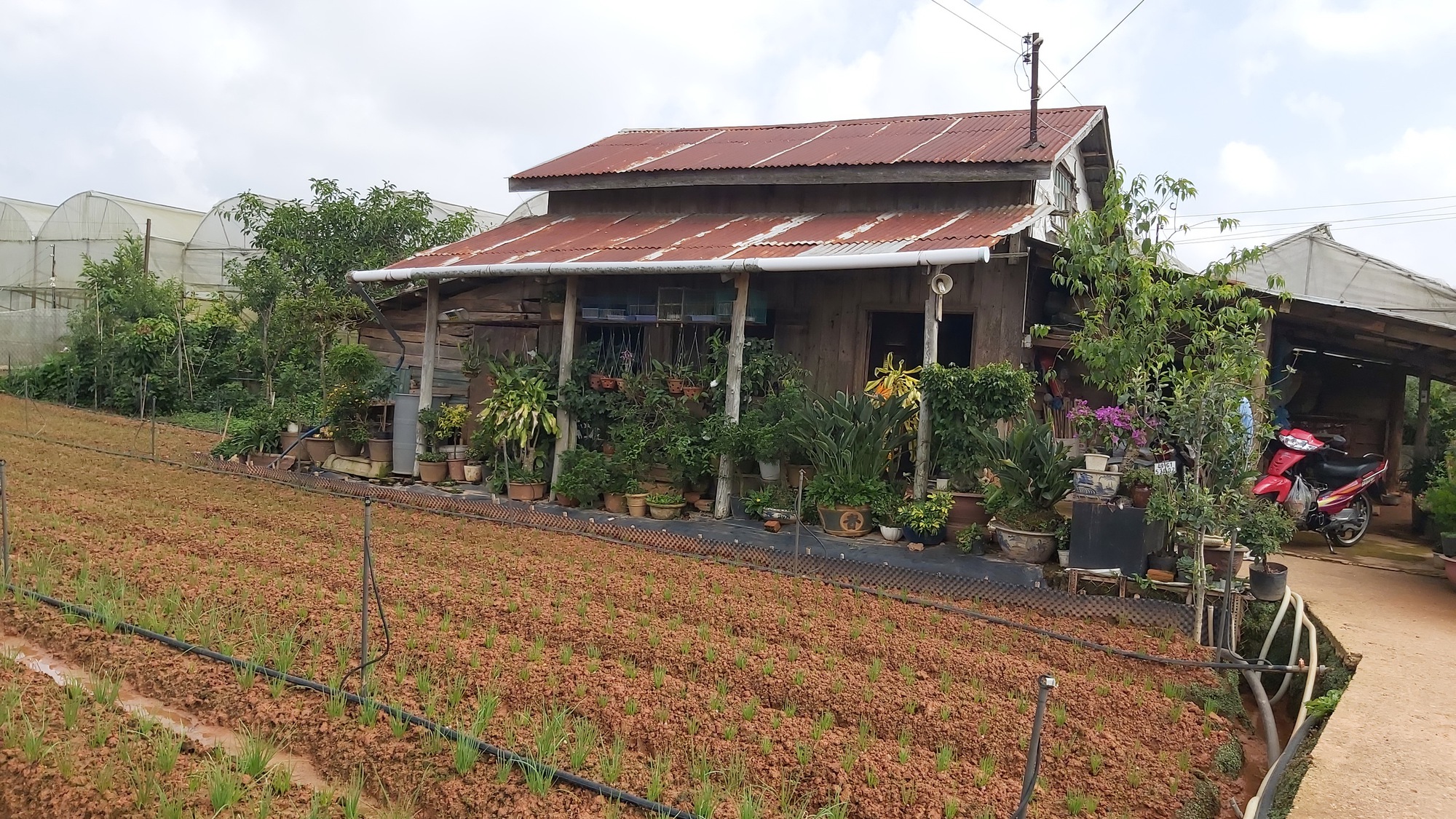 Đà Lạt tìm dấu vườn xưa - Ảnh 6.