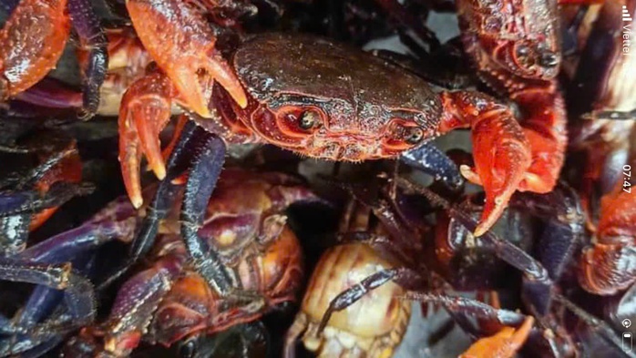 Lý do mắm cua núi giá 800 . 000 Đồng / kg và sự hấp dẫn của đặc sản An Giang - Ảnh 4.