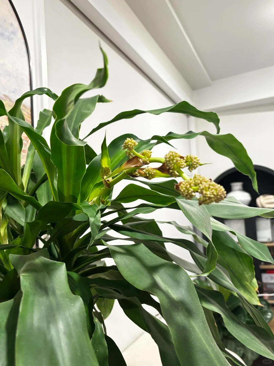 Trồng cả chục năm mới nở một lần: Cây thiết mộc lan bất ngờ trổ hoa thơm ngát giữa đêm và 4 điềm báo hưng vượng cho gia chủ- Ảnh 3.