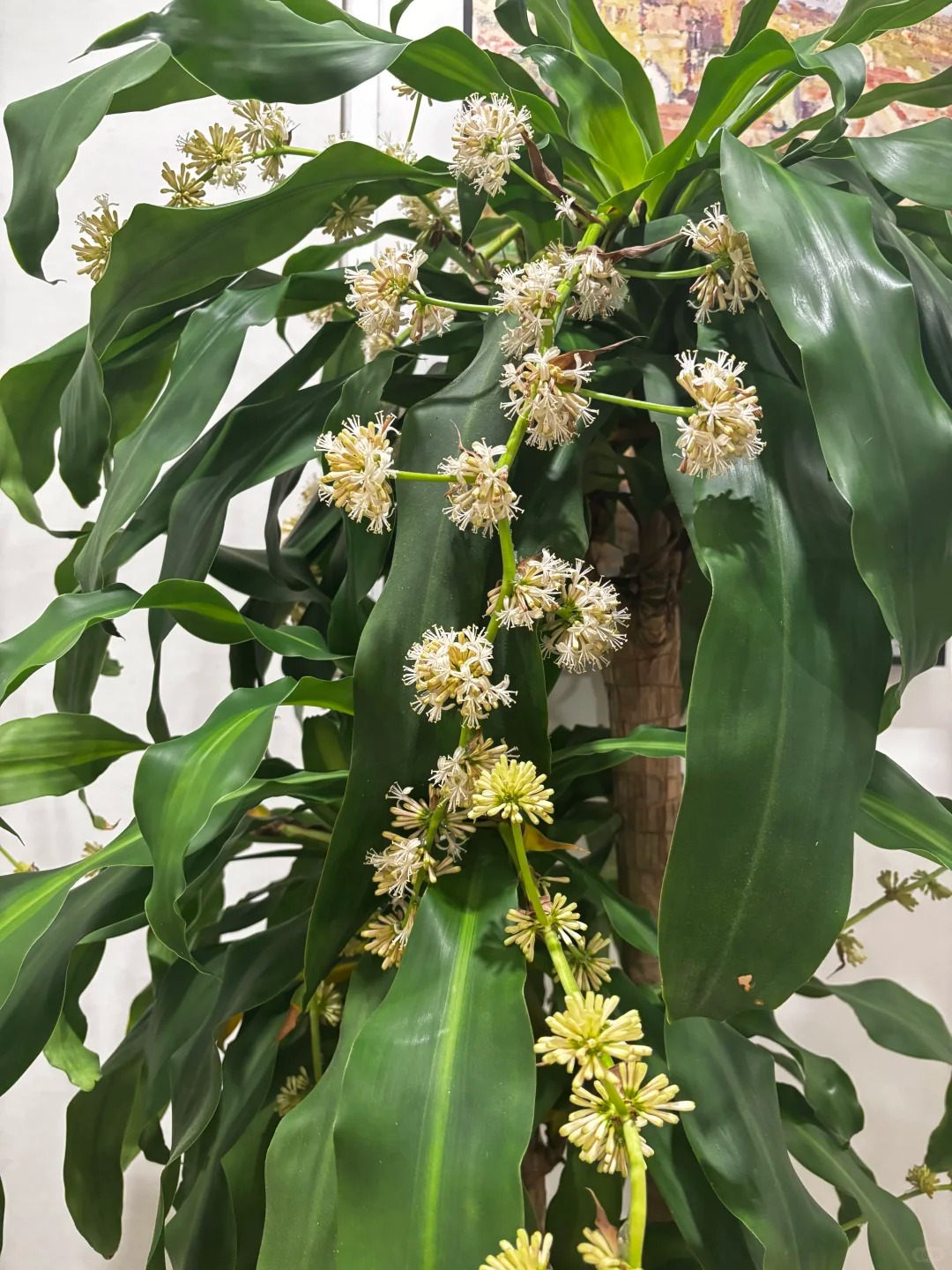 Trồng cả chục năm mới nở một lần: Cây thiết mộc lan bất ngờ trổ hoa thơm ngát giữa đêm và 4 điềm báo hưng vượng cho gia chủ- Ảnh 4.