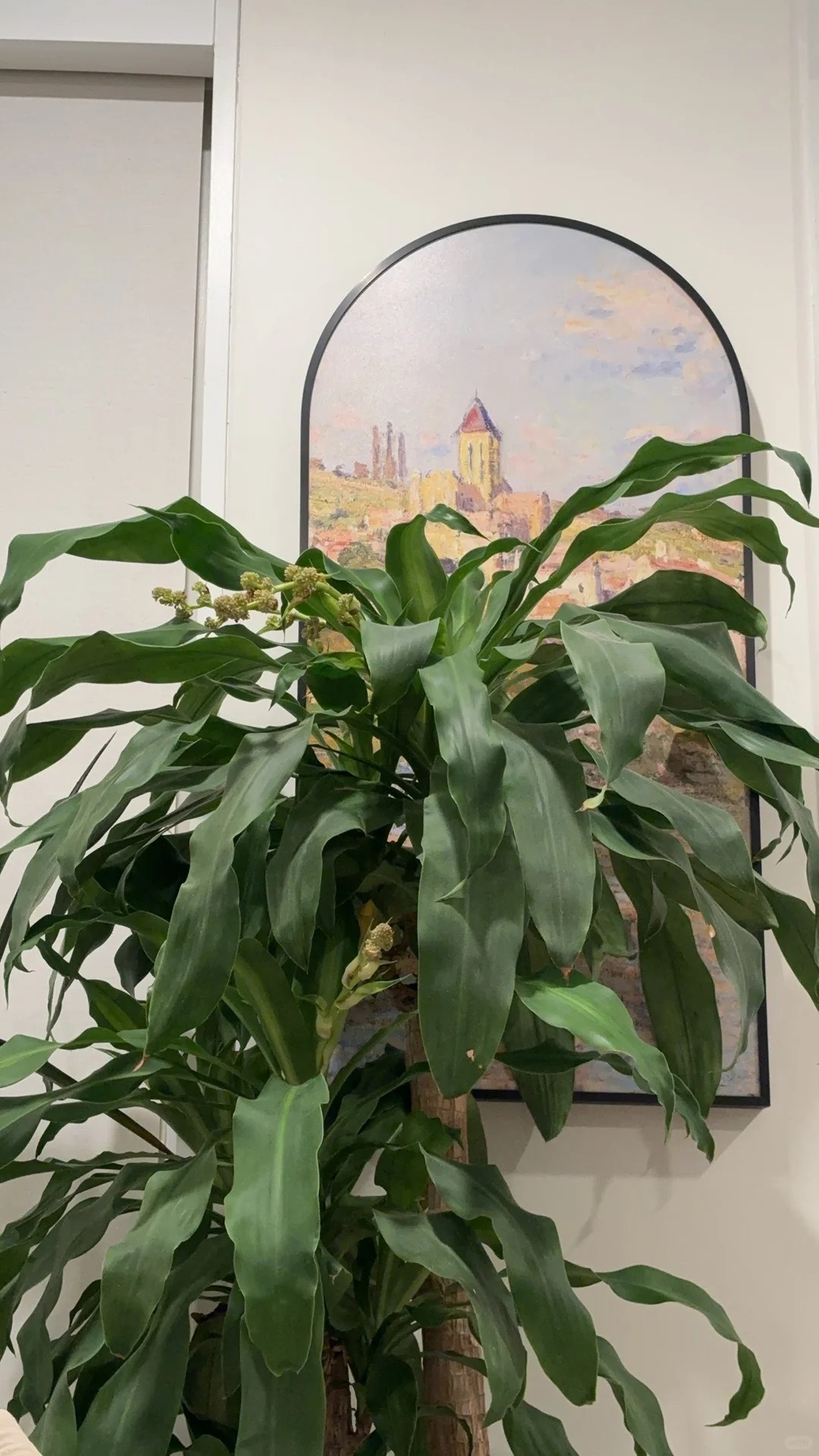 Trồng cả chục năm mới nở một lần: Cây thiết mộc lan bất ngờ trổ hoa thơm ngát giữa đêm và 4 điềm báo hưng vượng cho gia chủ- Ảnh 5.