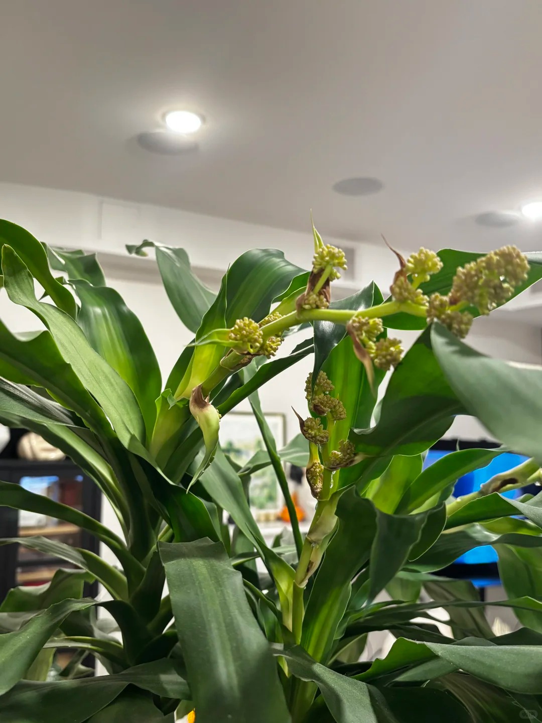 Trồng cả chục năm mới nở một lần: Cây thiết mộc lan bất ngờ trổ hoa thơm ngát giữa đêm và 4 điềm báo hưng vượng cho gia chủ- Ảnh 6.