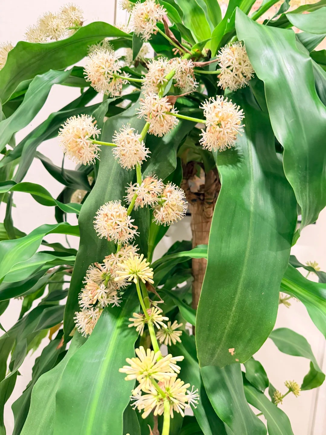 Trồng cả chục năm mới nở một lần: Cây thiết mộc lan bất ngờ trổ hoa thơm ngát giữa đêm và 4 điềm báo hưng vượng cho gia chủ- Ảnh 7.