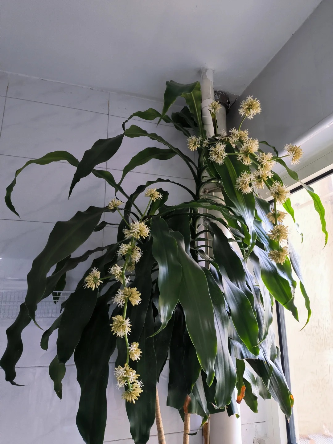 Trồng cả chục năm mới nở một lần: Cây thiết mộc lan bất ngờ trổ hoa thơm ngát giữa đêm và 4 điềm báo hưng vượng cho gia chủ- Ảnh 8.