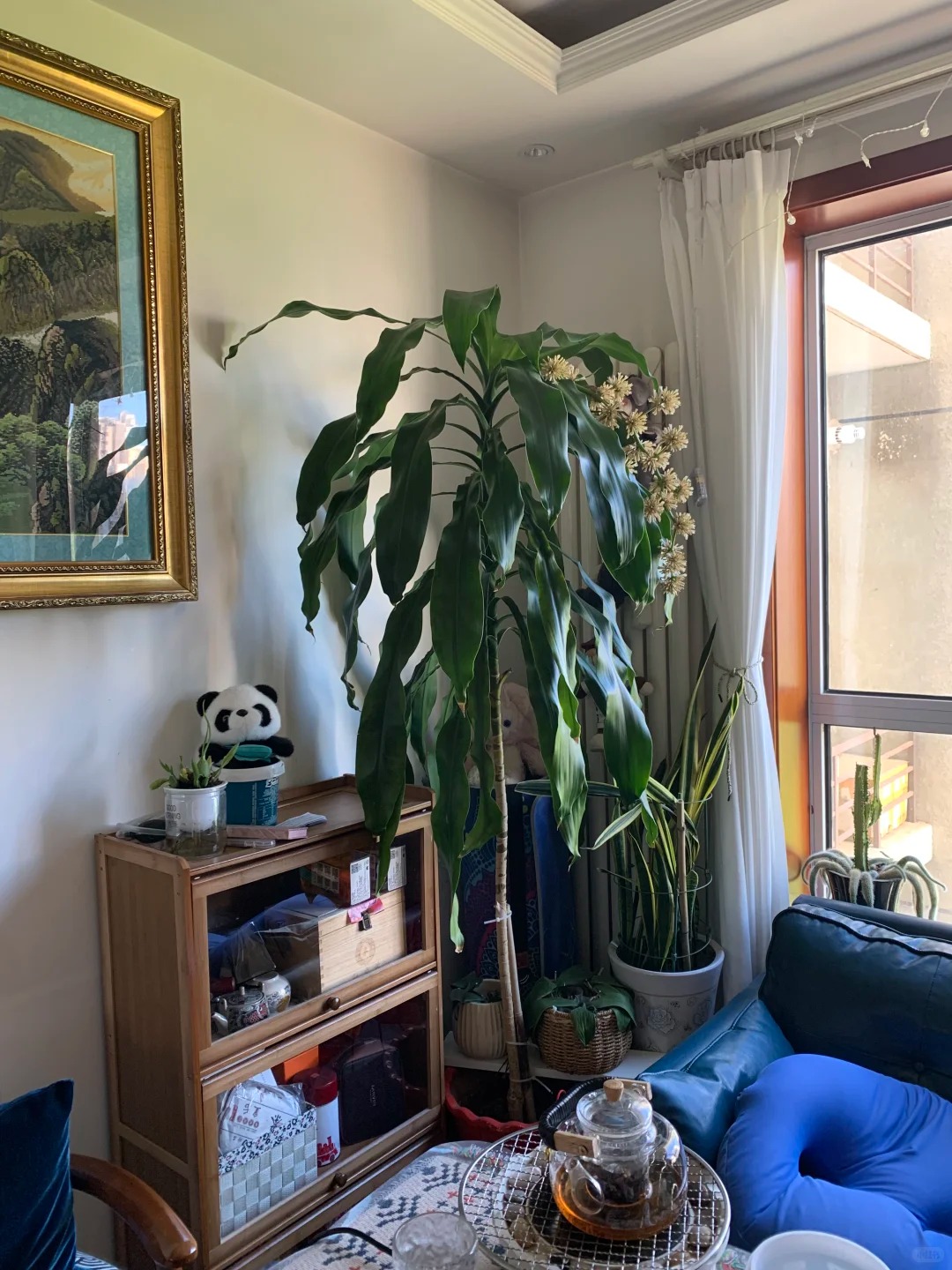 Trồng cả chục năm mới nở một lần: Cây thiết mộc lan bất ngờ trổ hoa thơm ngát giữa đêm và 4 điềm báo hưng vượng cho gia chủ- Ảnh 9.