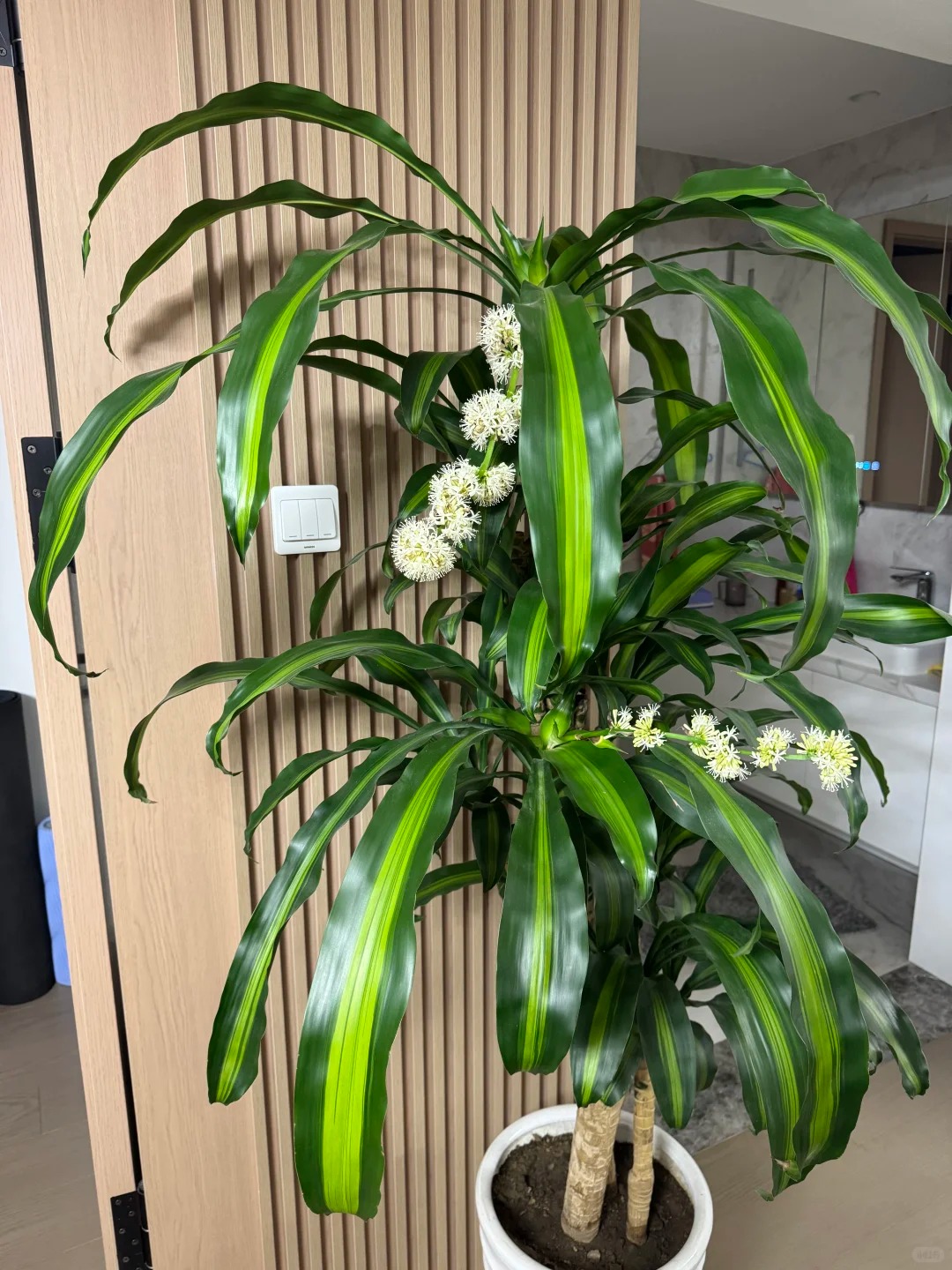 Trồng cả chục năm mới nở một lần: Cây thiết mộc lan bất ngờ trổ hoa thơm ngát giữa đêm và 4 điềm báo hưng vượng cho gia chủ- Ảnh 10.