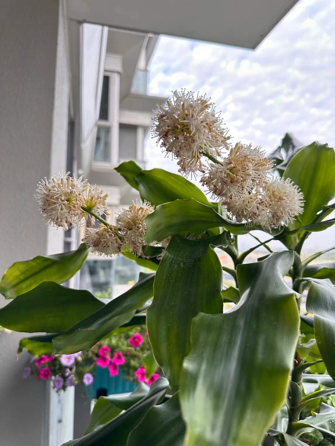 Trồng cả chục năm mới nở một lần: Cây thiết mộc lan bất ngờ trổ hoa thơm ngát giữa đêm và 4 điềm báo hưng vượng cho gia chủ- Ảnh 11.