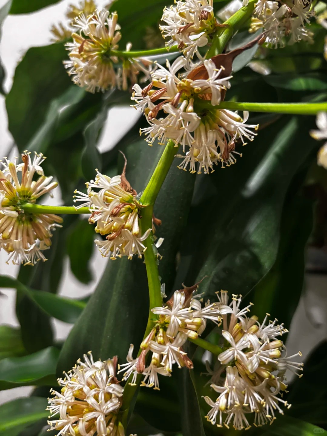 Trồng cả chục năm mới nở một lần: Cây thiết mộc lan bất ngờ trổ hoa thơm ngát giữa đêm và 4 điềm báo hưng vượng cho gia chủ- Ảnh 12.