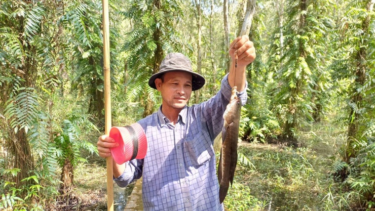 Du khách mê trải nghiệm ăn ong giữa rừng Cà Mau 3 Đến đây, du khách sẽ được cùng người dân đi đặt trúm lươn, câu cá đồng và thưởng thức các món ăn đặc sản dưới tán rừng U Minh Hạ huyền thoại.