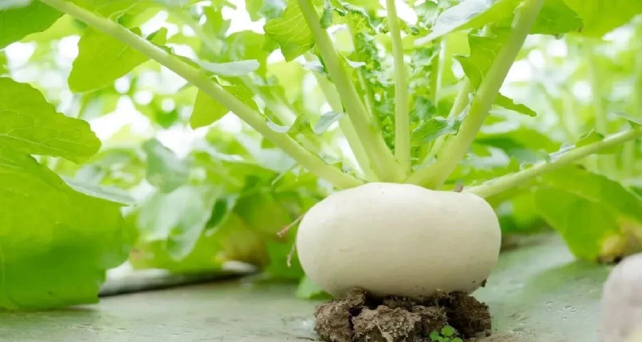 Cụ ông gây sốt vì trồng củ cải trên ban công: Củ to trắng muốt, chăm như báu vật khiến dân mạng Cụ ông gây sốt vì trồng củ cải trên ban công: Củ to trắng muốt, chăm như báu vật khiến dân mạng