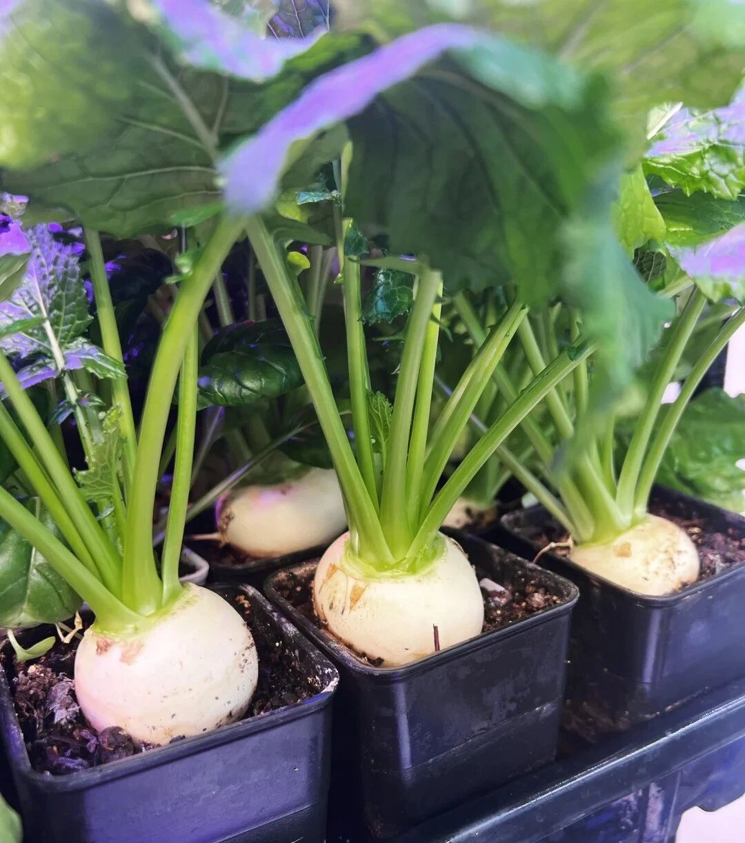 Cụ ông gây sốt vì trồng củ cải trên ban công: Củ to trắng muốt, chăm như báu vật khiến dân mạng Cụ ông gây sốt vì trồng củ cải trên ban công: Củ to trắng muốt, chăm như báu vật khiến dân mạng