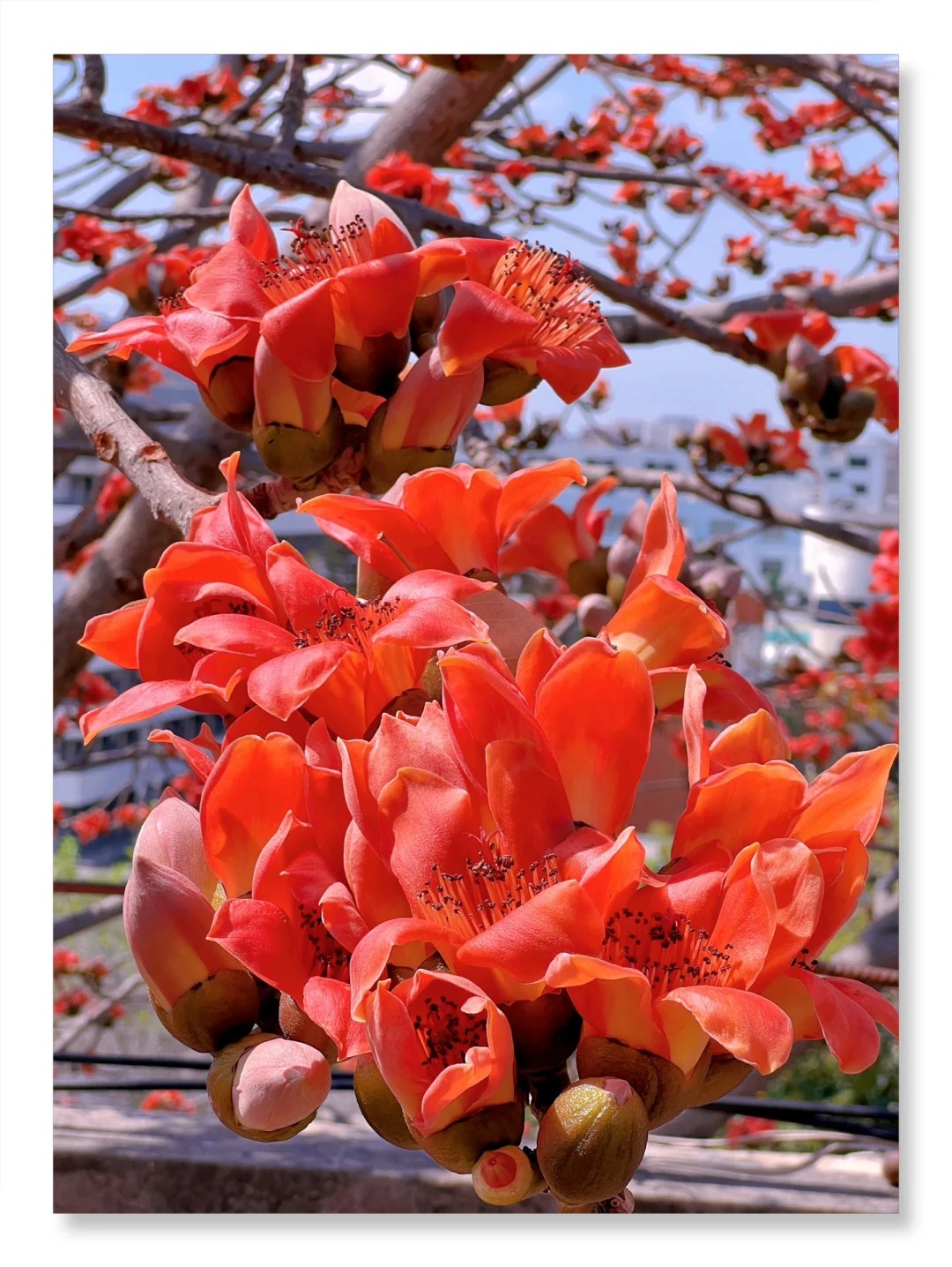 Vì sao hoa gạo thắp lửa đỏ rực cả góc trời nhưng người xưa dặn tuyệt đối không trồng sát nhà hay cắm làm cảnh?- Ảnh 3.