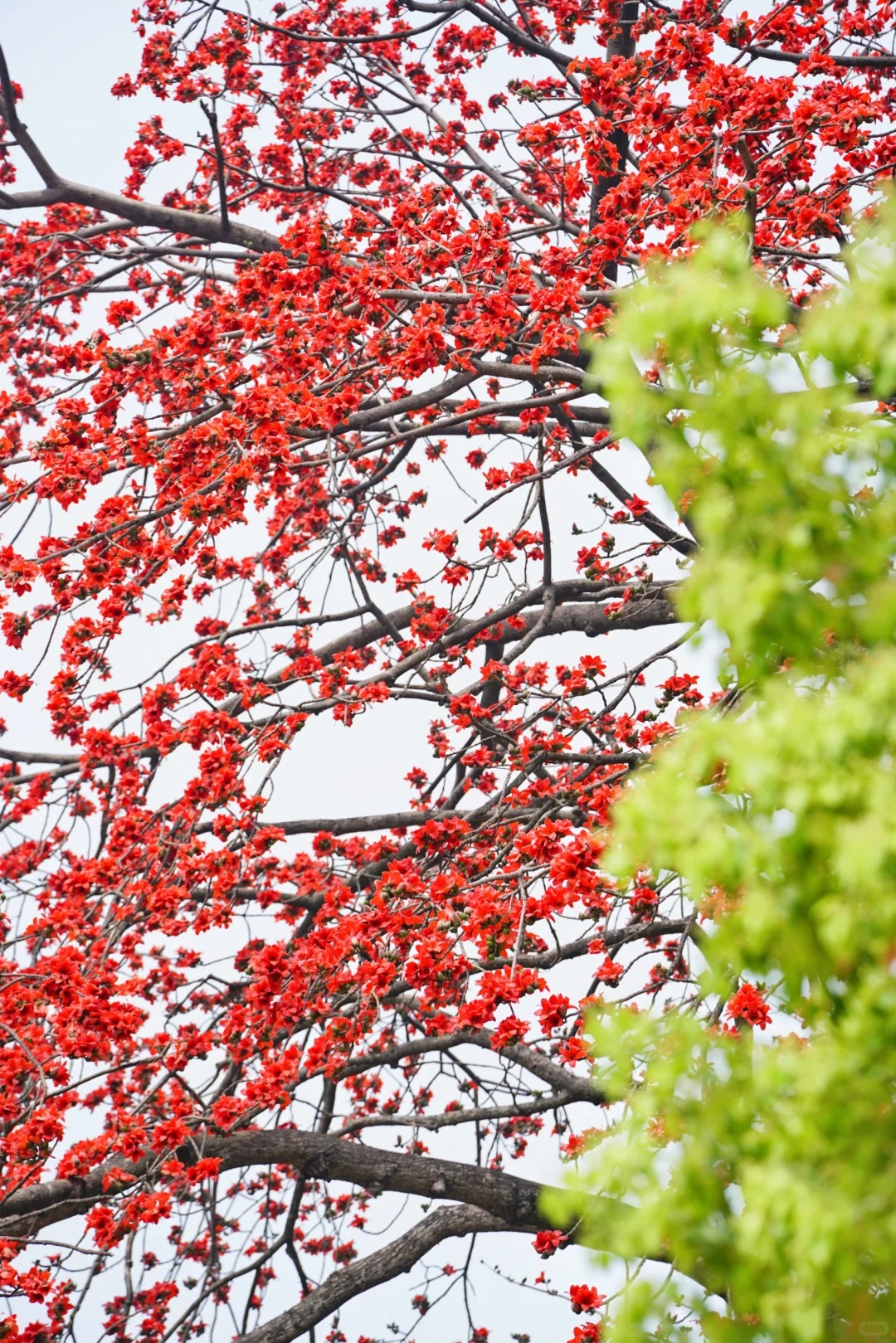 Vì sao hoa gạo thắp lửa đỏ rực cả góc trời nhưng người xưa dặn tuyệt đối không trồng sát nhà hay cắm làm cảnh?- Ảnh 5.