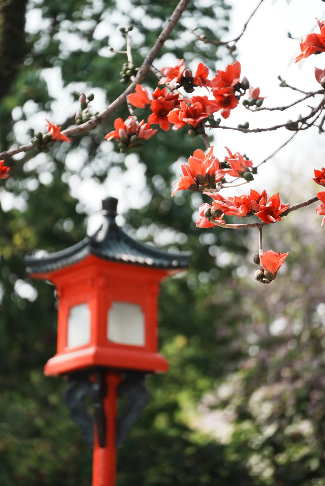 Vì sao hoa gạo thắp lửa đỏ rực cả góc trời nhưng người xưa dặn tuyệt đối không trồng sát nhà hay cắm làm cảnh?- Ảnh 6.