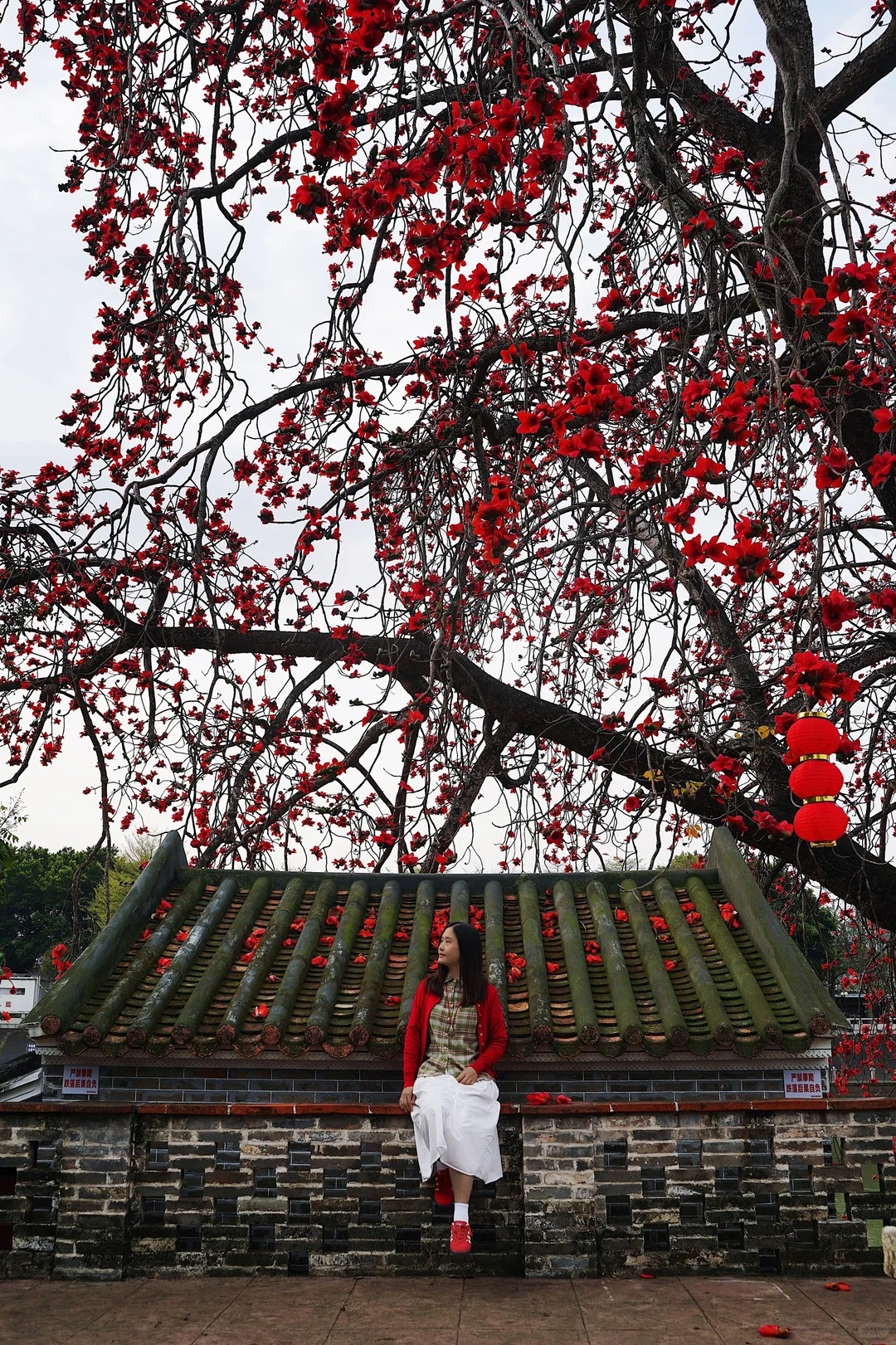 Vì sao hoa gạo thắp lửa đỏ rực cả góc trời nhưng người xưa dặn tuyệt đối không trồng sát nhà hay cắm làm cảnh?- Ảnh 8.