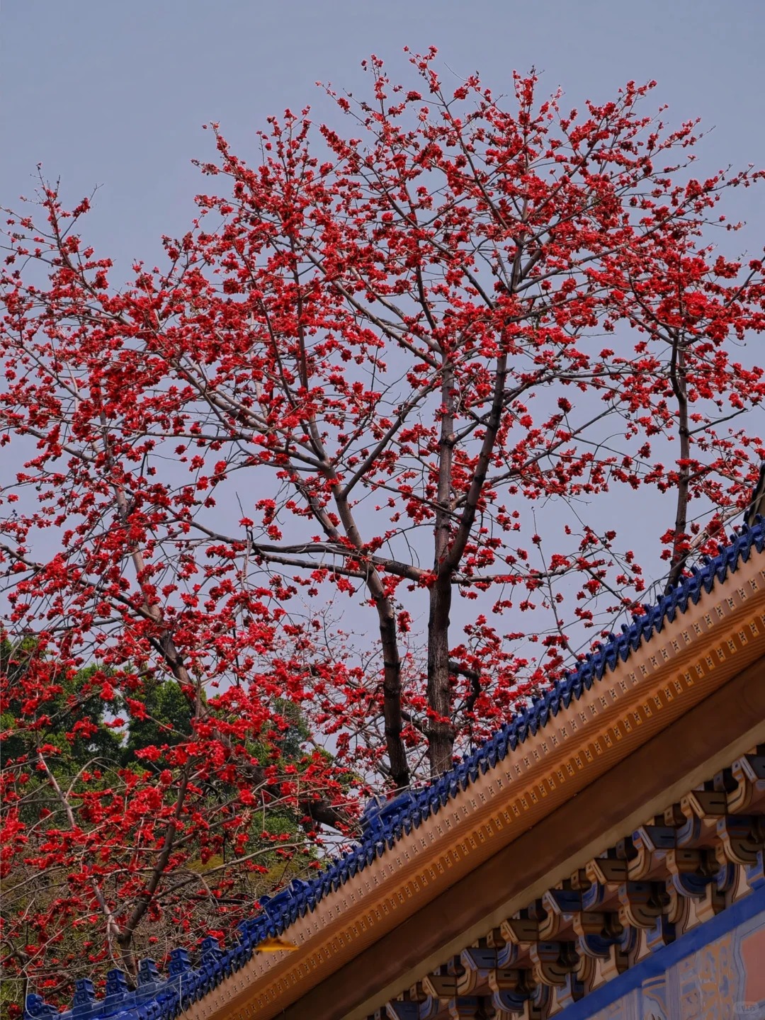 Vì sao hoa gạo thắp lửa đỏ rực cả góc trời nhưng người xưa dặn tuyệt đối không trồng sát nhà hay cắm làm cảnh?- Ảnh 9.