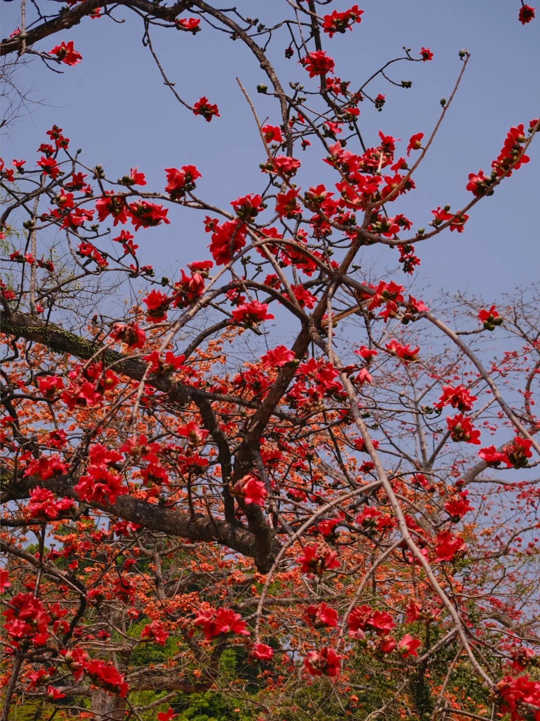 Vì sao hoa gạo thắp lửa đỏ rực cả góc trời nhưng người xưa dặn tuyệt đối không trồng sát nhà hay cắm làm cảnh?- Ảnh 10.