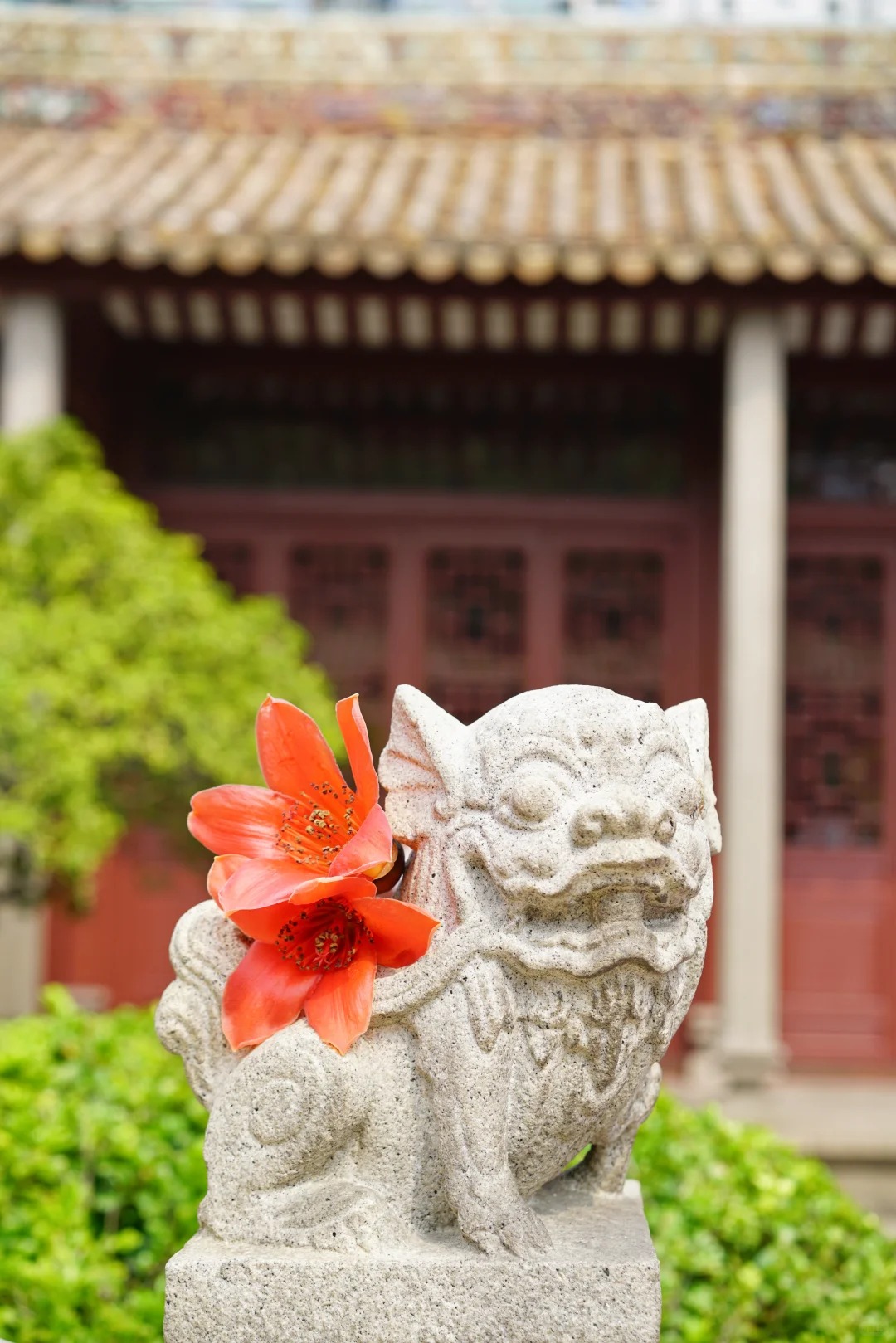 Vì sao hoa gạo thắp lửa đỏ rực cả góc trời nhưng người xưa dặn tuyệt đối không trồng sát nhà hay cắm làm cảnh?- Ảnh 12.