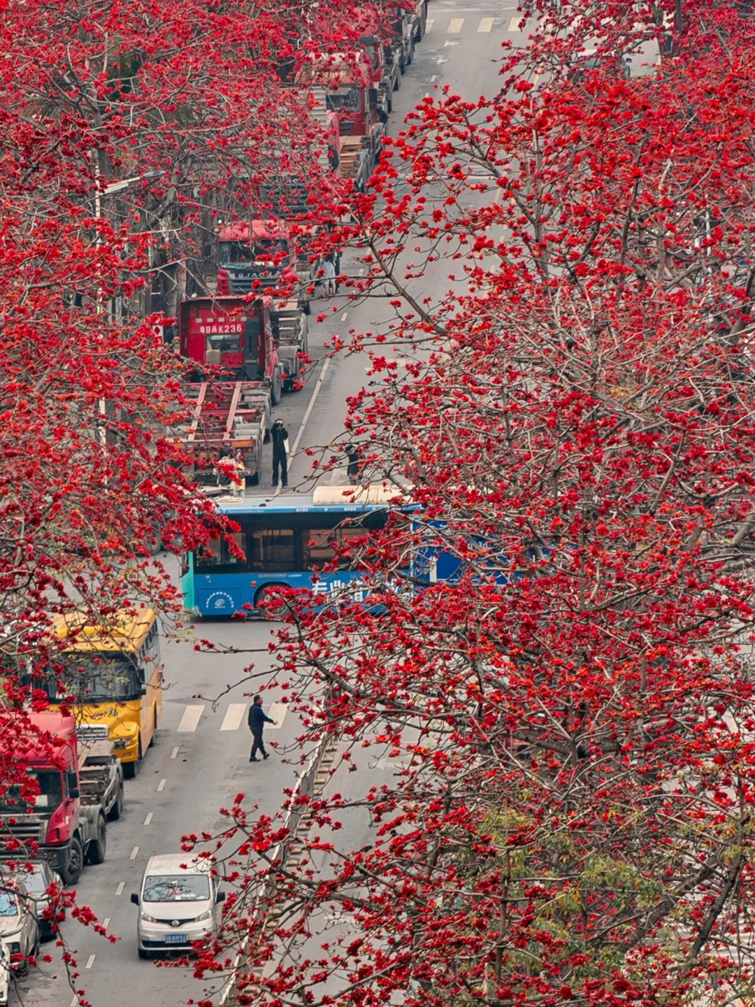 Vì sao hoa gạo thắp lửa đỏ rực cả góc trời nhưng người xưa dặn tuyệt đối không trồng sát nhà hay cắm làm cảnh?- Ảnh 13.