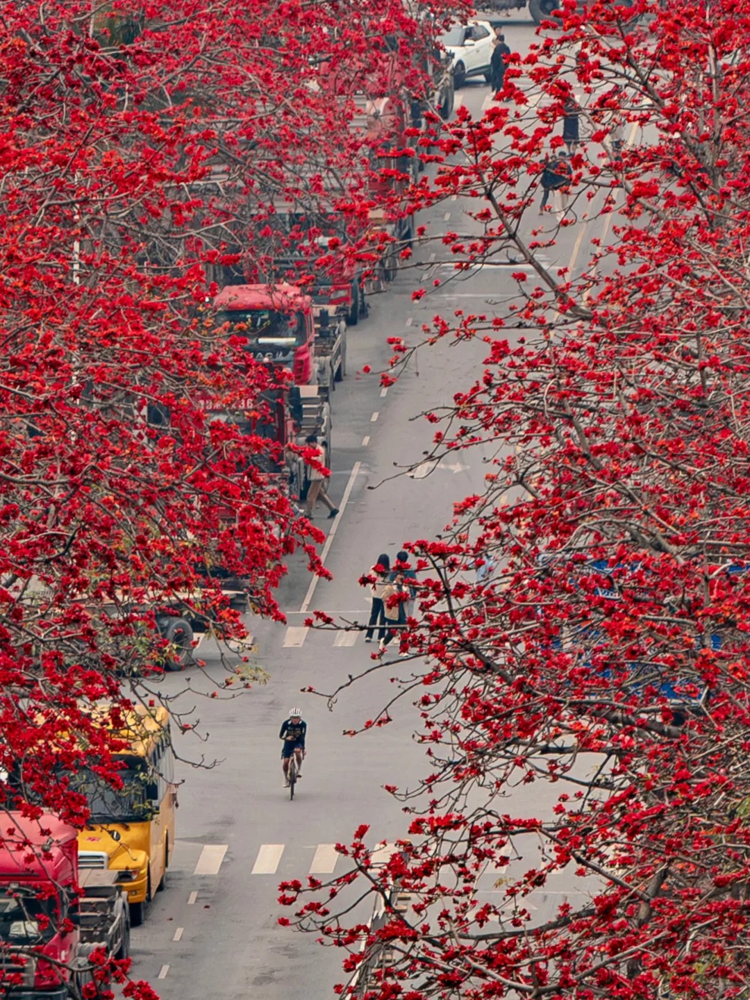 Vì sao hoa gạo thắp lửa đỏ rực cả góc trời nhưng người xưa dặn tuyệt đối không trồng sát nhà hay cắm làm cảnh?- Ảnh 14.