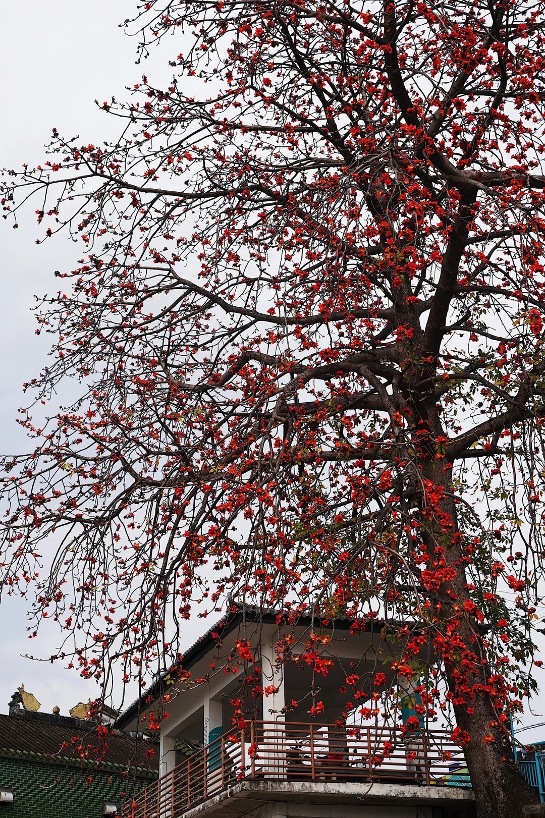 Vì sao hoa gạo thắp lửa đỏ rực cả góc trời nhưng người xưa dặn tuyệt đối không trồng sát nhà hay cắm làm cảnh?- Ảnh 16.