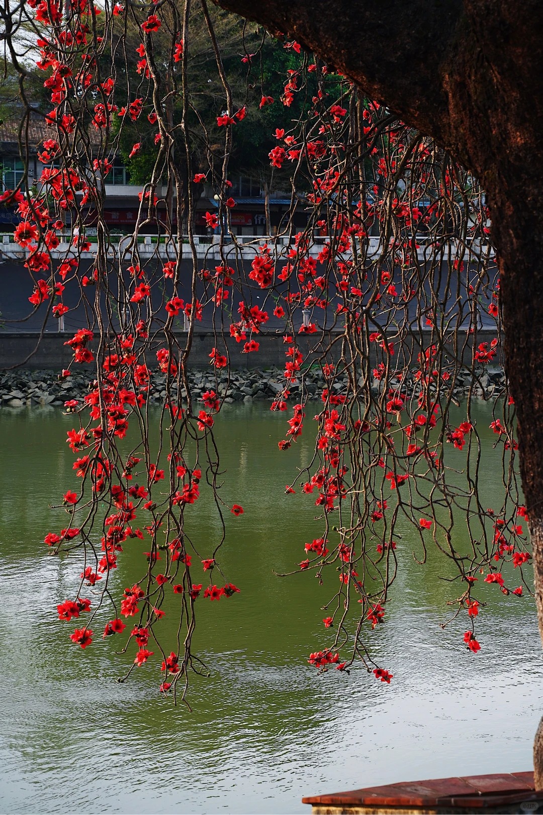 Vì sao hoa gạo thắp lửa đỏ rực cả góc trời nhưng người xưa dặn tuyệt đối không trồng sát nhà hay cắm làm cảnh?- Ảnh 18.