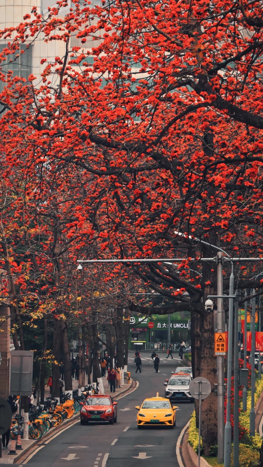 Vì sao hoa gạo thắp lửa đỏ rực cả góc trời nhưng người xưa dặn tuyệt đối không trồng sát nhà hay cắm làm cảnh?- Ảnh 19.