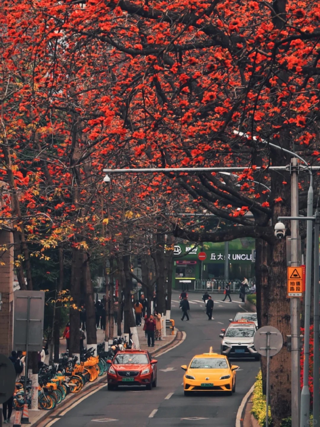 Vì sao hoa gạo thắp lửa đỏ rực cả góc trời nhưng người xưa dặn tuyệt đối không trồng sát nhà hay cắm làm cảnh?- Ảnh 22.