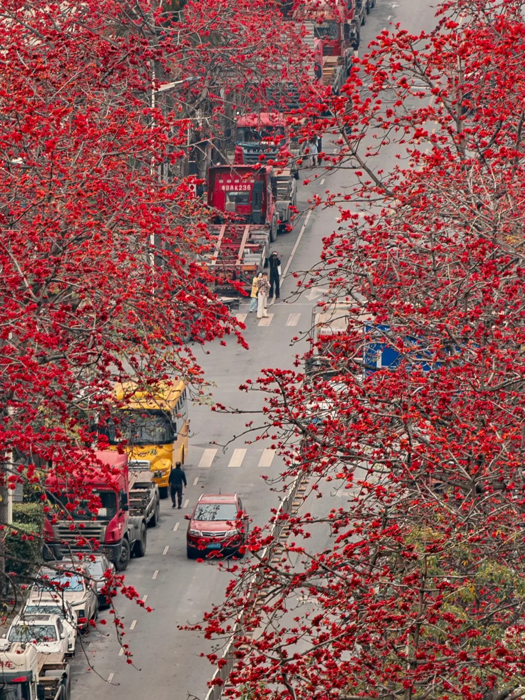 Vì sao hoa gạo thắp lửa đỏ rực cả góc trời nhưng người xưa dặn tuyệt đối không trồng sát nhà hay cắm làm cảnh?- Ảnh 24.