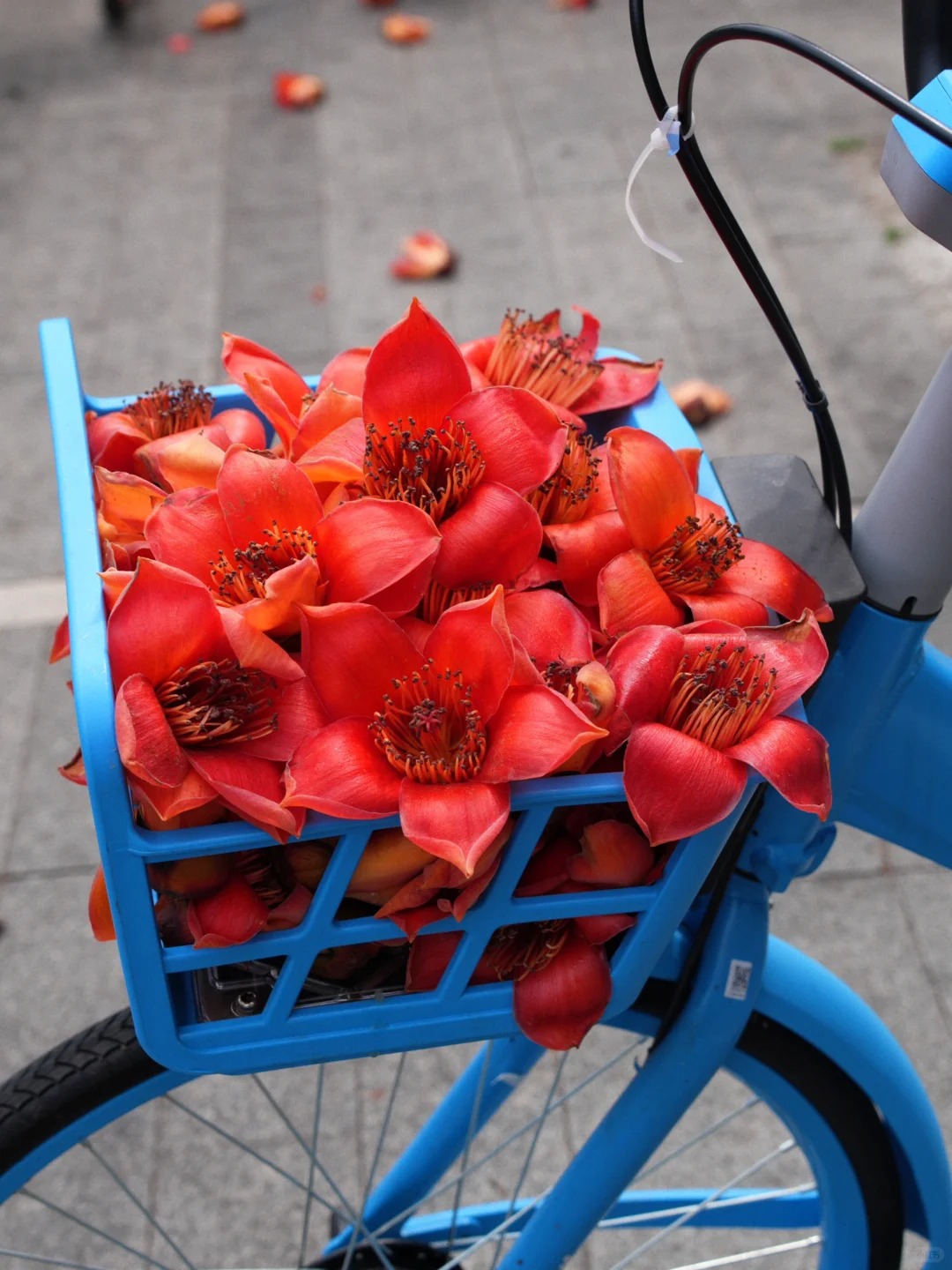 Vì sao hoa gạo thắp lửa đỏ rực cả góc trời nhưng người xưa dặn tuyệt đối không trồng sát nhà hay cắm làm cảnh?- Ảnh 25.