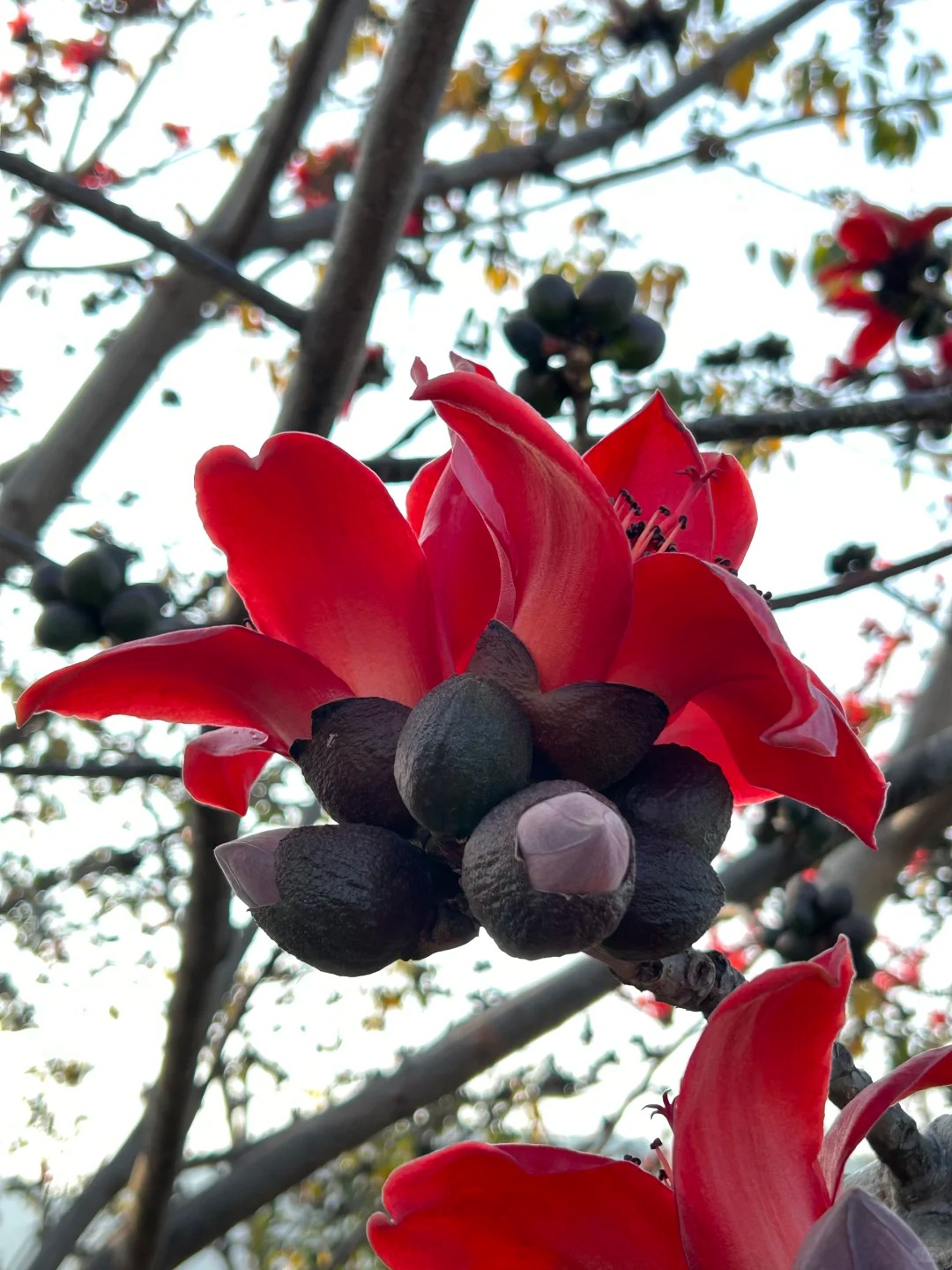 Vì sao hoa gạo thắp lửa đỏ rực cả góc trời nhưng người xưa dặn tuyệt đối không trồng sát nhà hay cắm làm cảnh?- Ảnh 26.