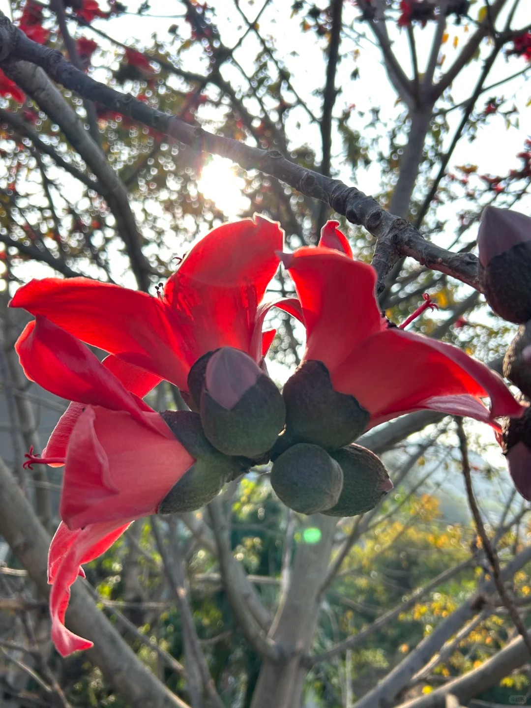 Vì sao hoa gạo thắp lửa đỏ rực cả góc trời nhưng người xưa dặn tuyệt đối không trồng sát nhà hay cắm làm cảnh?- Ảnh 27.