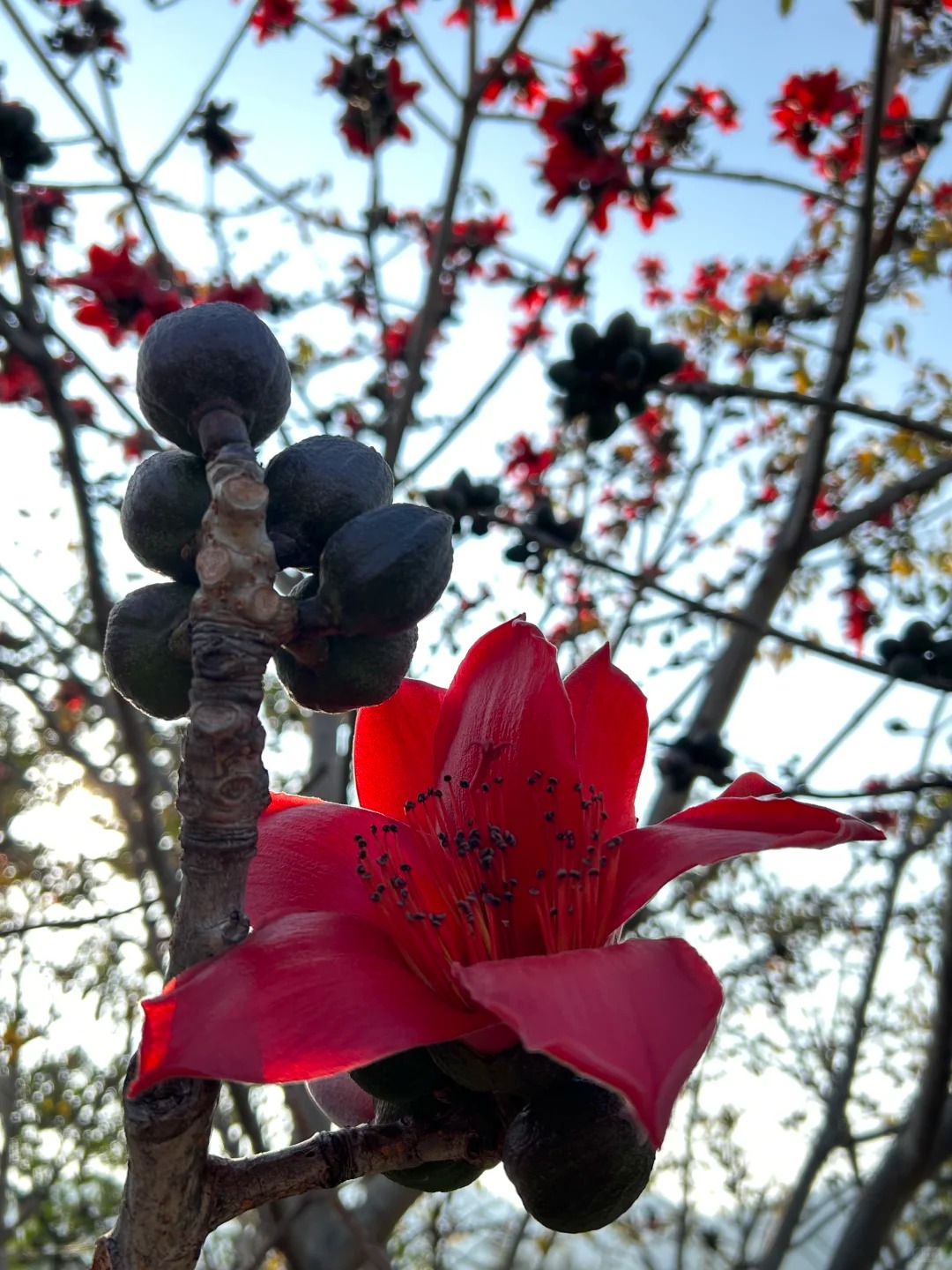 Vì sao hoa gạo thắp lửa đỏ rực cả góc trời nhưng người xưa dặn tuyệt đối không trồng sát nhà hay cắm làm cảnh?- Ảnh 28.